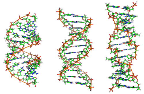 A-DNA,_B-DNA_and_Z-DNA